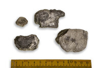 F 00160
<br/>
<br/>
<em></em>